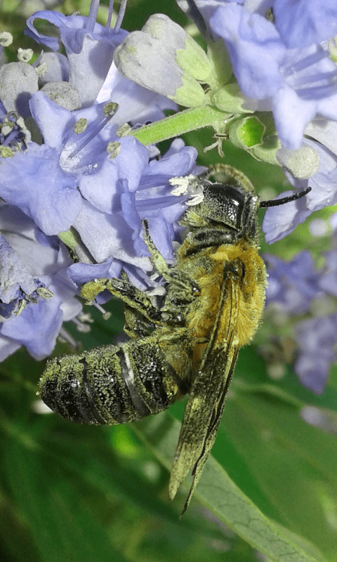 Megachile sculpturalis (Apidae Megachilinae)?